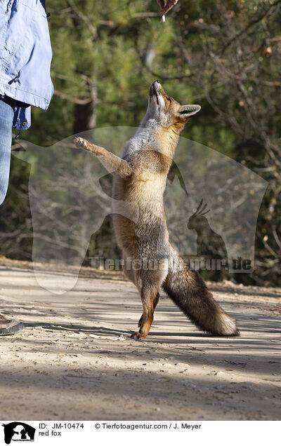 red fox / JM-10474