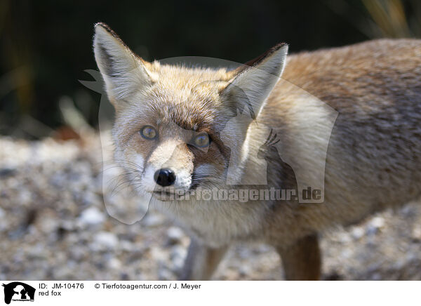 Rotfuchs / red fox / JM-10476