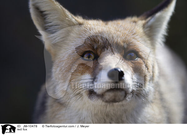 Rotfuchs / red fox / JM-10478