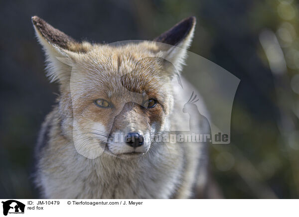 Rotfuchs / red fox / JM-10479