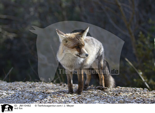 Rotfuchs / red fox / JM-10482