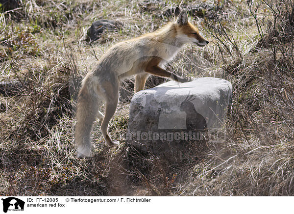 Amerikanischer Rotfuchs / american red fox / FF-12085
