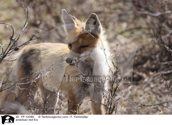 Amerikanischer Rotfuchs / american red fox / FF-12086