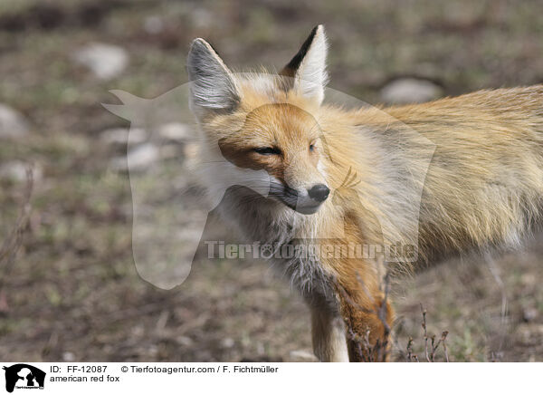 Amerikanischer Rotfuchs / american red fox / FF-12087