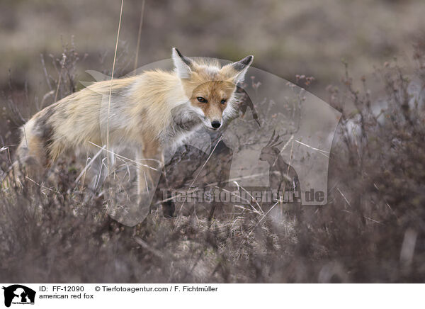 Amerikanischer Rotfuchs / american red fox / FF-12090