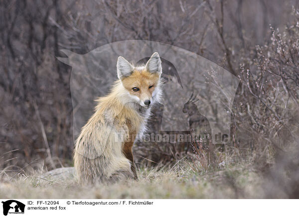 Amerikanischer Rotfuchs / american red fox / FF-12094