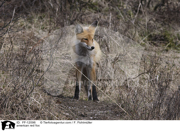 Amerikanischer Rotfuchs / american red fox / FF-12096