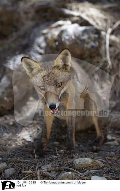 Rotfuchs / red fox / JM-12935