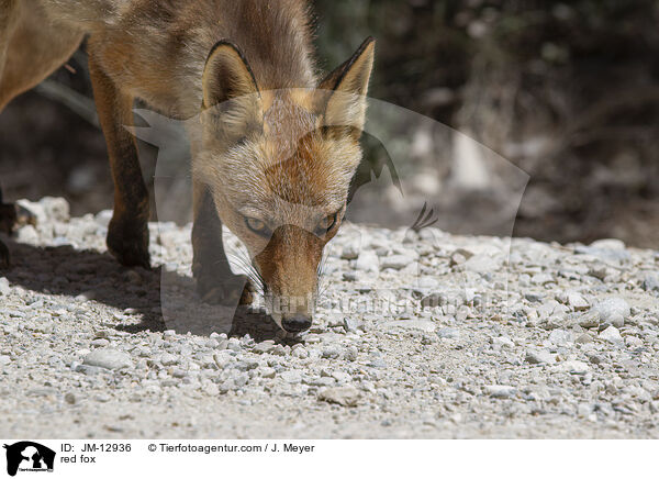 Rotfuchs / red fox / JM-12936