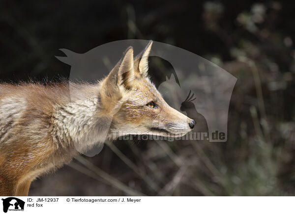Rotfuchs / red fox / JM-12937