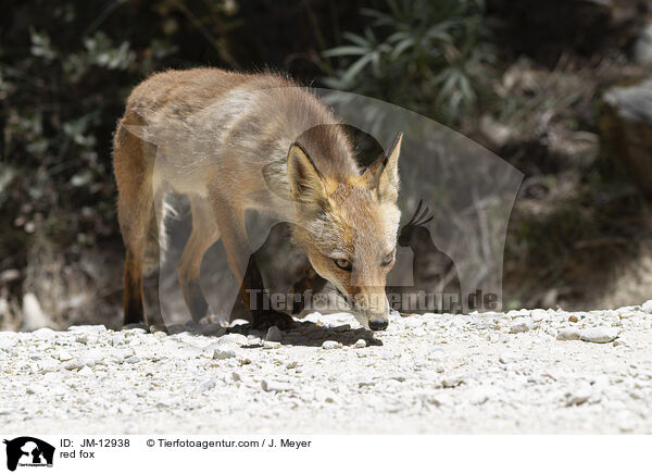 Rotfuchs / red fox / JM-12938