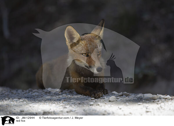 Rotfuchs / red fox / JM-12944