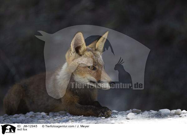 Rotfuchs / red fox / JM-12945