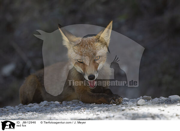 red fox / JM-12946