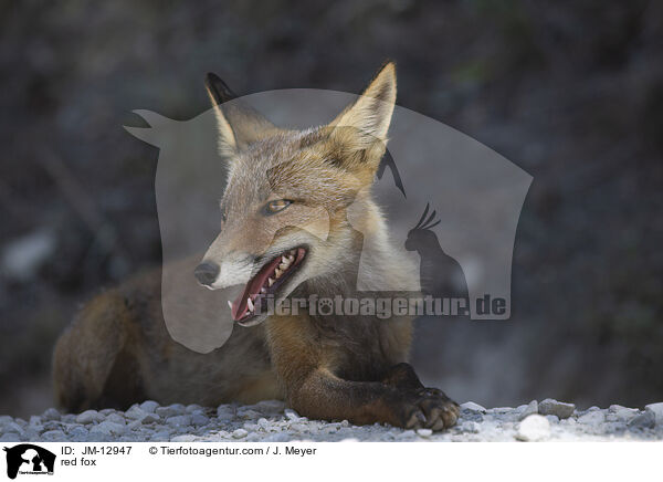 Rotfuchs / red fox / JM-12947