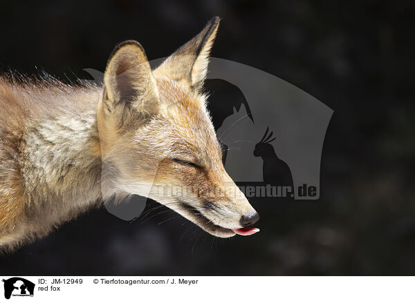 Rotfuchs / red fox / JM-12949