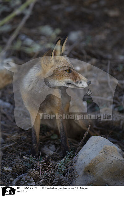 Rotfuchs / red fox / JM-12952