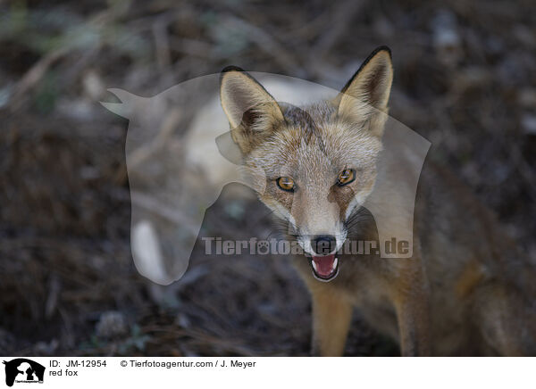 Rotfuchs / red fox / JM-12954