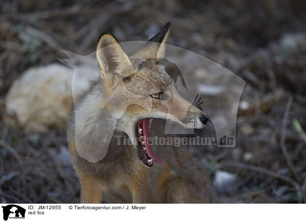 Rotfuchs / red fox / JM-12955