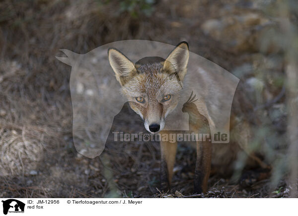 Rotfuchs / red fox / JM-12956