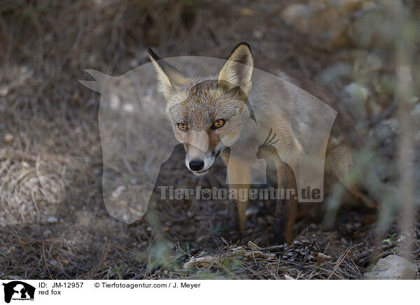 Rotfuchs / red fox / JM-12957