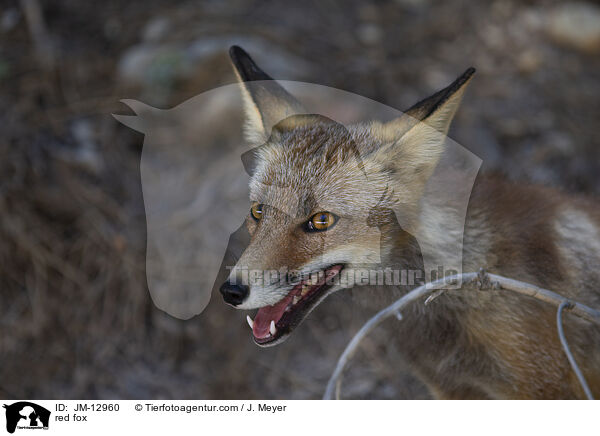 Rotfuchs / red fox / JM-12960
