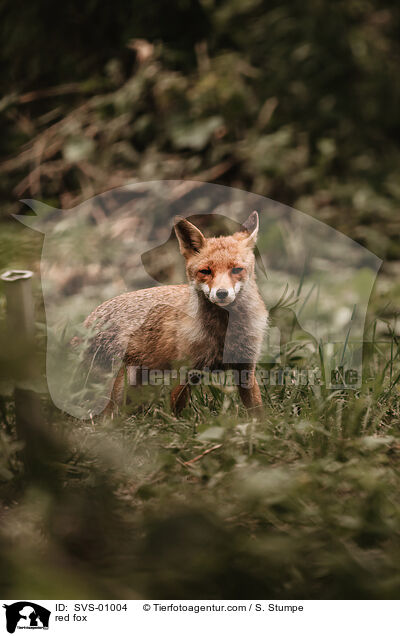 Rotfuchs / red fox / SVS-01004