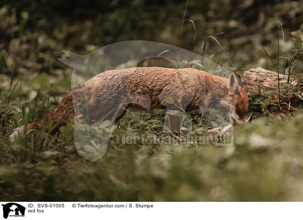 red fox / SVS-01005