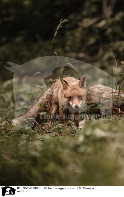 Rotfuchs / red fox / SVS-01006