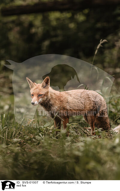 Rotfuchs / red fox / SVS-01007