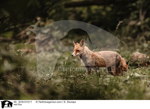 Rotfuchs / red fox / SVS-01011