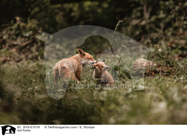 red foxes / SVS-01016