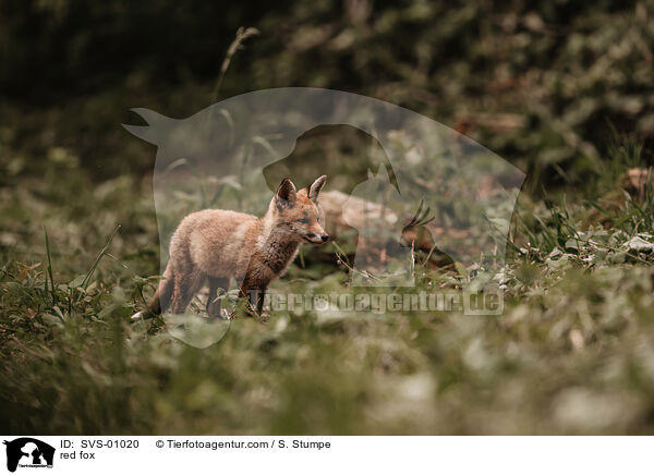 Rotfuchs / red fox / SVS-01020