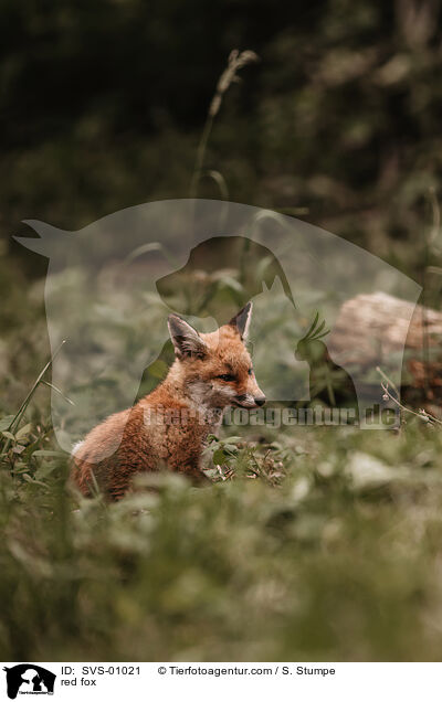 Rotfuchs / red fox / SVS-01021