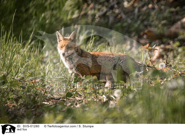Rotfuchs / red fox / SVS-01280
