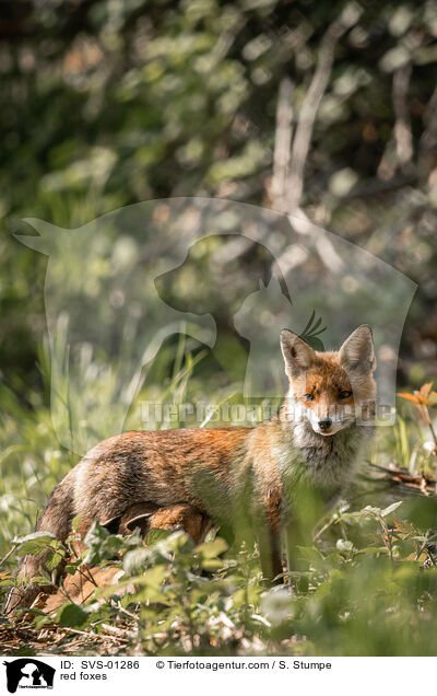 Rotfchse / red foxes / SVS-01286