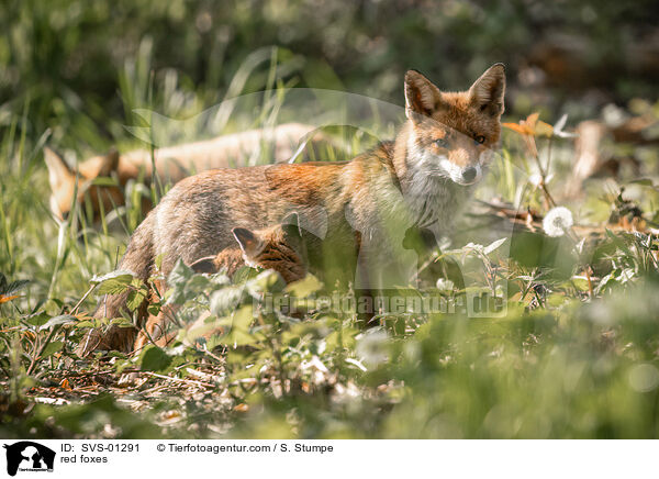 Rotfchse / red foxes / SVS-01291