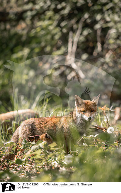 Rotfchse / red foxes / SVS-01293