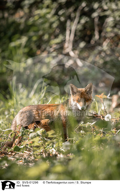 Rotfchse / red foxes / SVS-01296