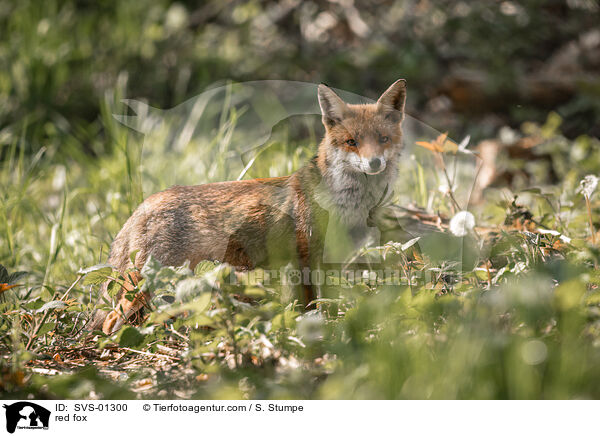 Rotfuchs / red fox / SVS-01300