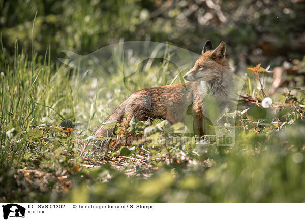 Rotfuchs / red fox / SVS-01302