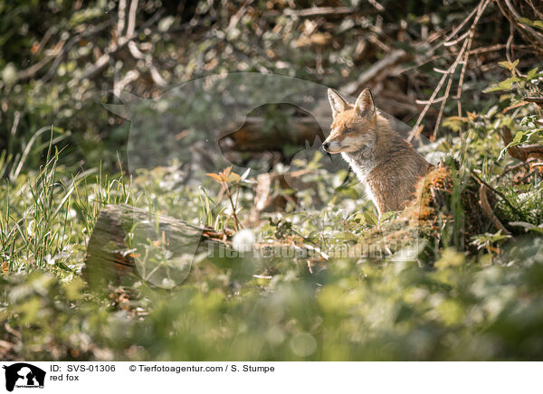red fox / SVS-01306