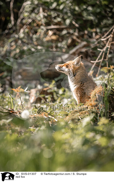 red fox / SVS-01307