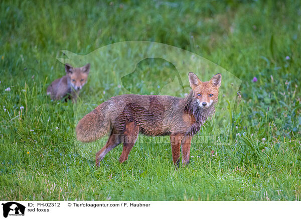 Rotfchse / red foxes / FH-02312