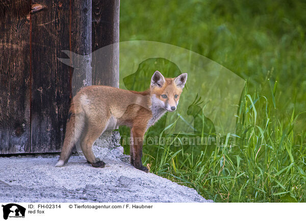 Rotfuchs / red fox / FH-02314