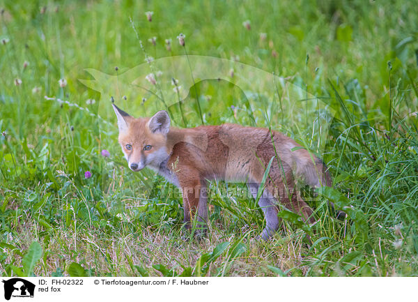 Rotfuchs / red fox / FH-02322