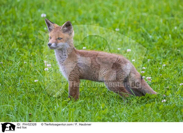 red fox / FH-02326
