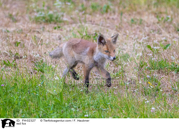 red fox / FH-02327