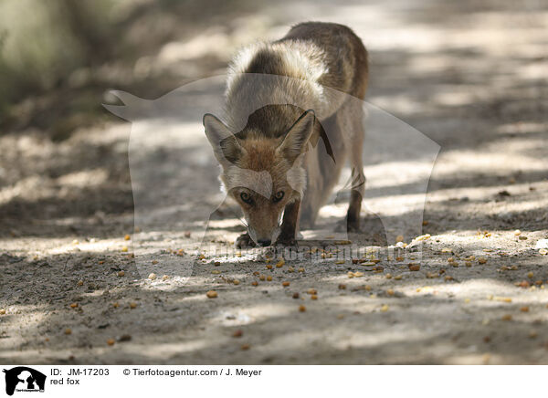 red fox / JM-17203