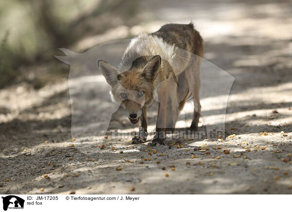 Rotfuchs / red fox / JM-17205